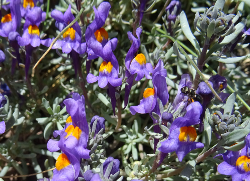 Catena dei Lagorai...da Pergine al Passo del Manghen